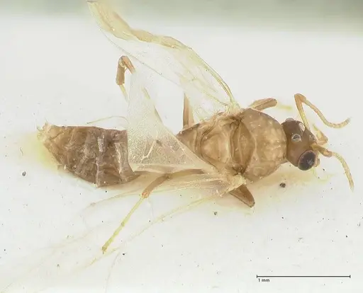 Camponotus bellus specimen FOCOL2291 image focol2291_1