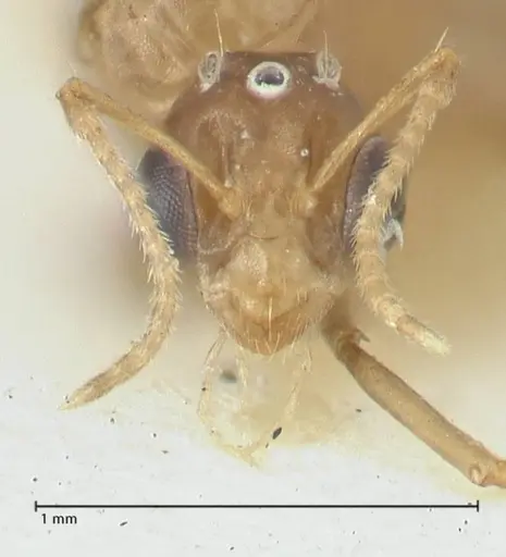 Camponotus bellus specimen FOCOL2291 image focol2291_2