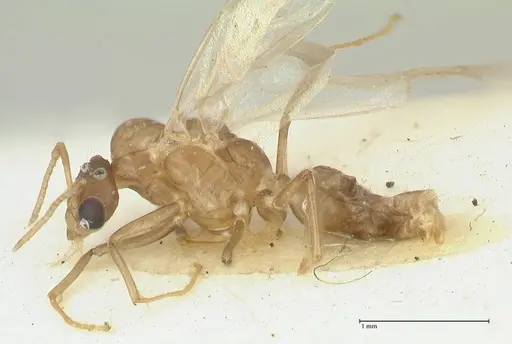 Camponotus bellus specimen FOCOL2291 image focol2291_3