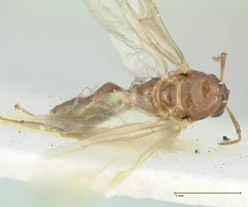 Camponotus bellus specimen FOCOL2292 image focol2292_1