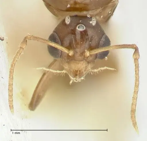Camponotus bellus specimen FOCOL2292 image focol2292_2