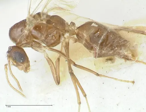 Camponotus bellus specimen FOCOL2292 image focol2292_3