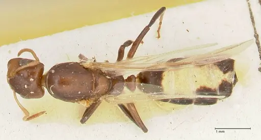 Camponotus bellus specimen FOCOL2293 image focol2293_1