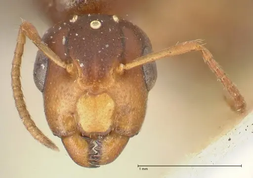 Camponotus bellus specimen FOCOL2293 image focol2293_2