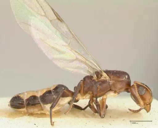 Camponotus bellus specimen FOCOL2293 image focol2293_3