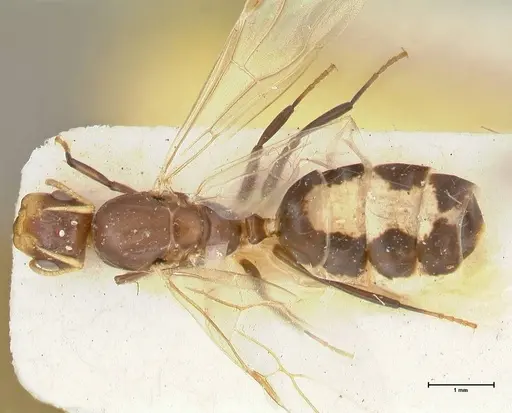 Camponotus bellus specimen FOCOL2294 image focol2294_1