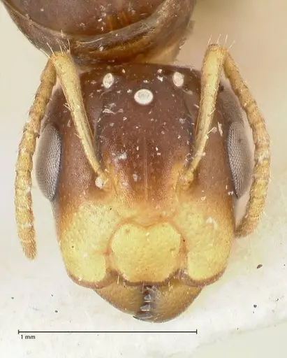 Camponotus bellus specimen FOCOL2294 image focol2294_2