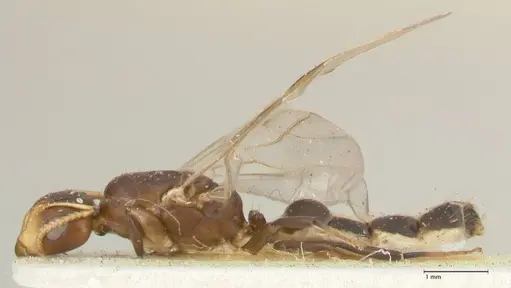 Camponotus bellus specimen FOCOL2294 image focol2294_3