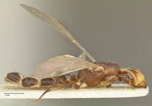Camponotus bellus specimen FOCOL2294 image focol2294_4