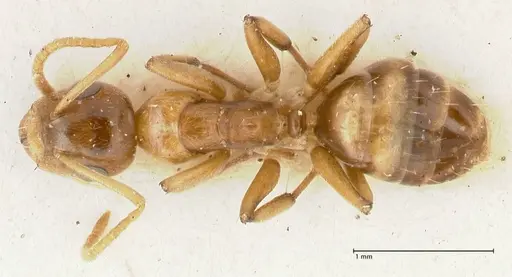 Camponotus bellus specimen FOCOL2295 image focol2295_1