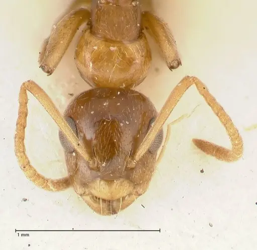 Camponotus bellus specimen FOCOL2295 image focol2295_2