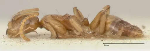 Camponotus bellus specimen FOCOL2295 image focol2295_3