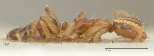 Camponotus bellus specimen FOCOL2295 image focol2295_4