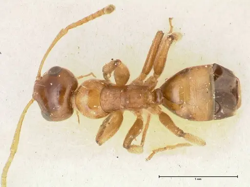 Camponotus bellus specimen FOCOL2296 image focol2296_1
