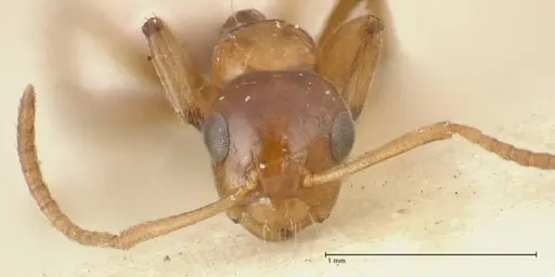 Camponotus bellus specimen FOCOL2296 image focol2296_2