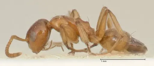Camponotus bellus specimen FOCOL2296 image focol2296_3