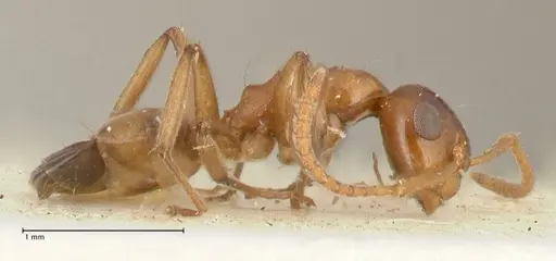 Camponotus bellus specimen FOCOL2296 image focol2296_4