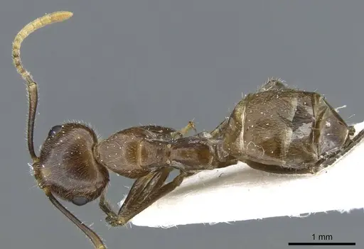 Camponotus belumensis specimen CASENT0905897 image casent0905897_1