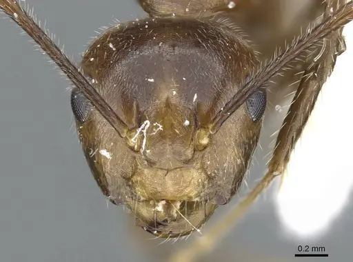 Camponotus belumensis specimen CASENT0905897 image casent0905897_2