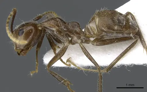 Camponotus belumensis specimen CASENT0905897 image casent0905897_3