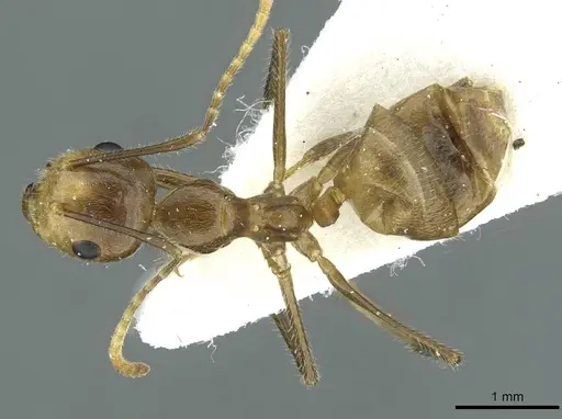 Camponotus belumensis specimen CASENT0911634 image casent0911634_1