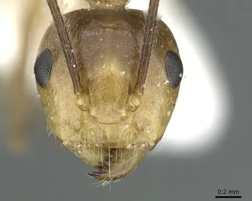 Camponotus belumensis specimen CASENT0911634 image casent0911634_2