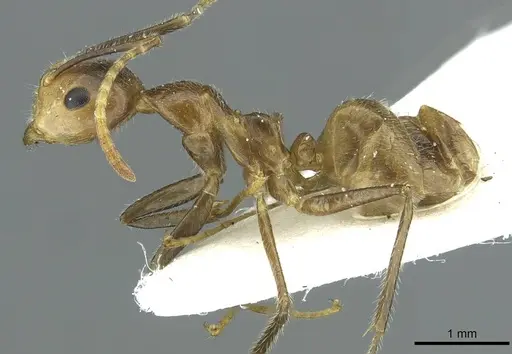Camponotus belumensis specimen CASENT0911634 image casent0911634_3