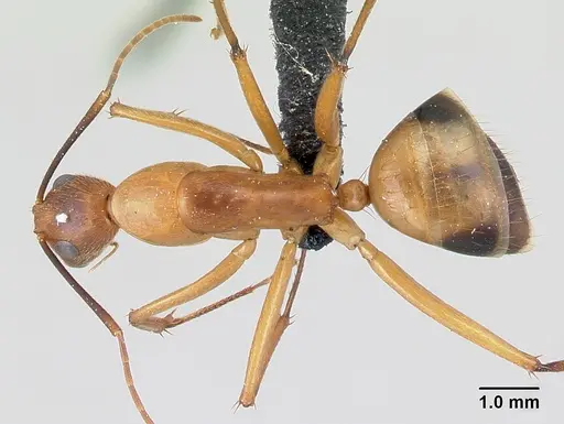 Camponotus bemaheva specimen CASENT0050097 image casent0050097_1