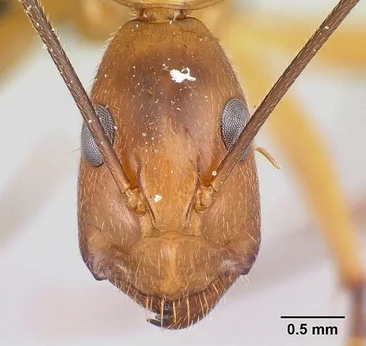 Camponotus bemaheva specimen CASENT0050097 image casent0050097_2