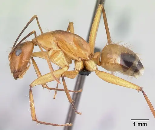 Camponotus bemaheva specimen CASENT0050097 image casent0050097_3