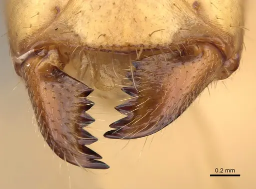 Camponotus bemaheva specimen CASENT0153778 image casent0153778_1