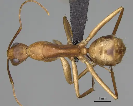 Camponotus bemaheva specimen CASENT0154158 image casent0154158_1
