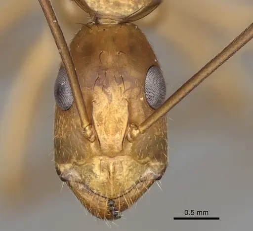 Camponotus bemaheva specimen CASENT0154158 image casent0154158_2