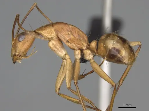 Camponotus bemaheva specimen CASENT0154158 image casent0154158_3