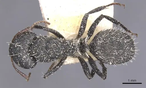 Camponotus benguelensis specimen CASENT0911828 image casent0911828_1