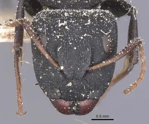 Camponotus benguelensis specimen CASENT0911828 image casent0911828_2