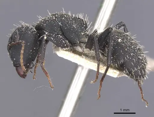 Camponotus benguelensis specimen CASENT0911828 image casent0911828_3