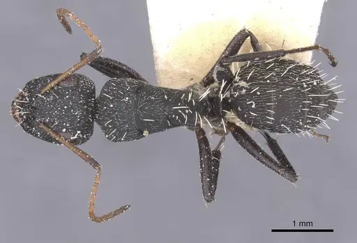 Camponotus benguelensis specimen CASENT0911829 image casent0911829_1