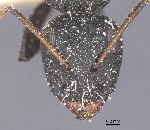 Camponotus benguelensis specimen CASENT0911829 image casent0911829_2