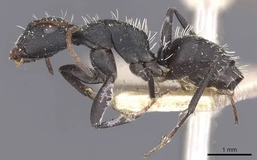 Camponotus benguelensis specimen CASENT0911829 image casent0911829_3
