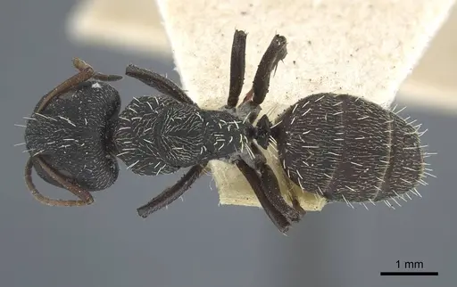 Camponotus benguelensis specimen CASENT0917163 image casent0917163_1