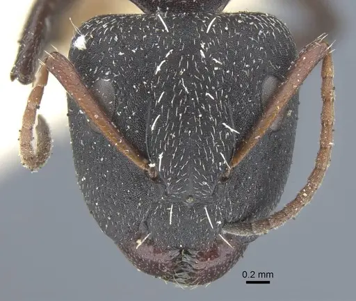 Camponotus benguelensis specimen CASENT0917163 image casent0917163_2