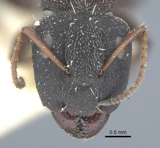 Camponotus benguelensis specimen CASENT0917163 image casent0917163_3