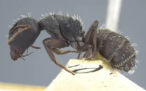 Camponotus benguelensis specimen CASENT0917163 image casent0917163_4