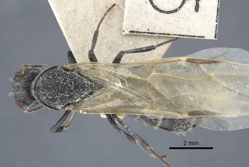 Camponotus benguelensis specimen CASENT0917164 image casent0917164_1