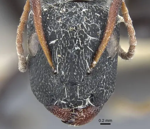 Camponotus benguelensis specimen CASENT0917164 image casent0917164_2