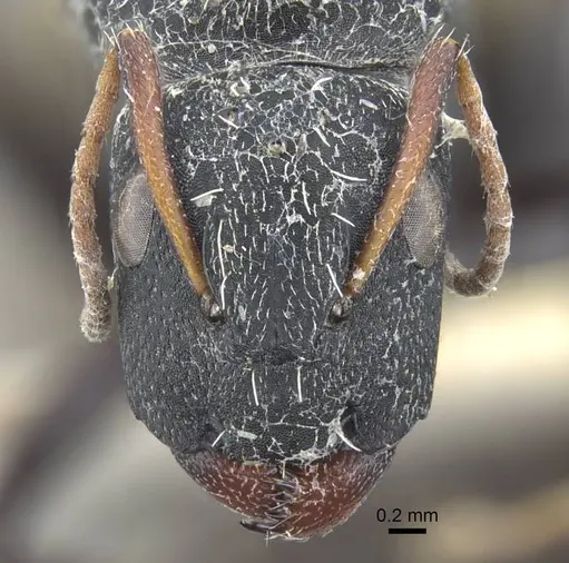Camponotus benguelensis specimen CASENT0917164 image casent0917164_3