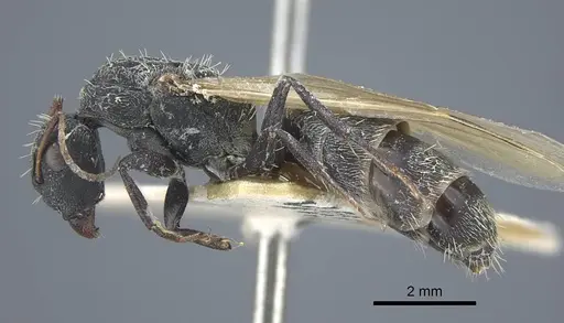 Camponotus benguelensis specimen CASENT0917164 image casent0917164_4