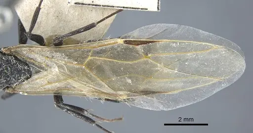 Camponotus benguelensis specimen CASENT0917164 image casent0917164_5