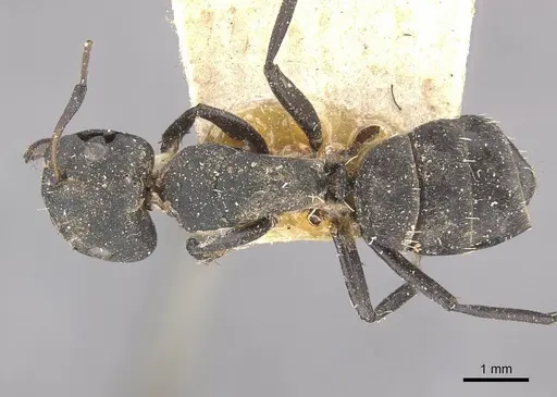 Camponotus berthoudi specimen CASENT0910455 image casent0910455_1